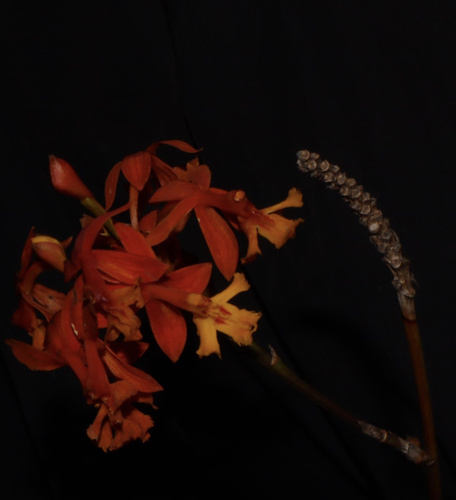 Foto de Mini orquídea