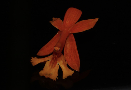 Foto de Mini orquídea