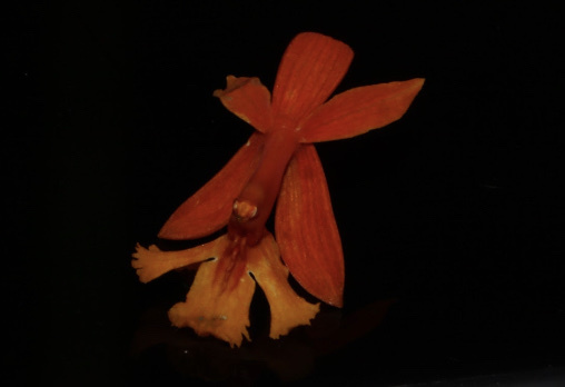 Imagem de Mini orquídea