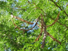 Vachellia kosiensis