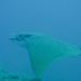 Bull Rays - Photo (c) whodden, some rights reserved (CC BY-NC), uploaded by whodden