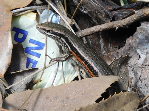 Himalaya Ground Skink