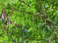 Vachellia kosiensis