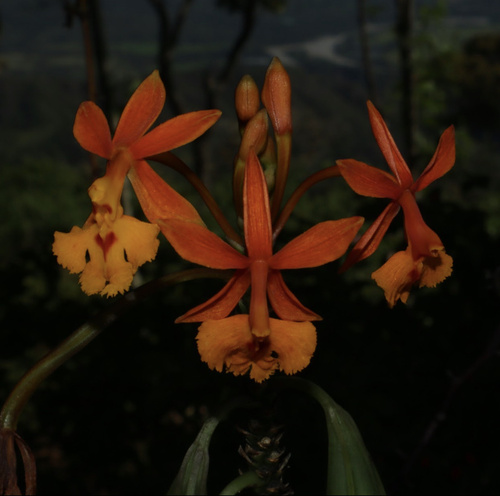 Foto de Mini orquídea