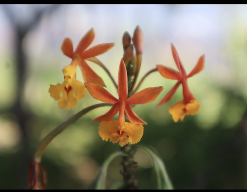 Foto de Mini orquídea