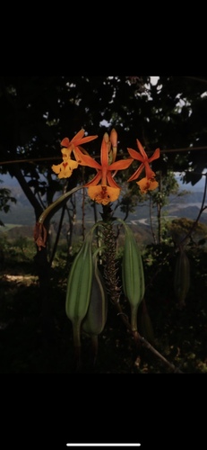 Foto de Mini orquídea