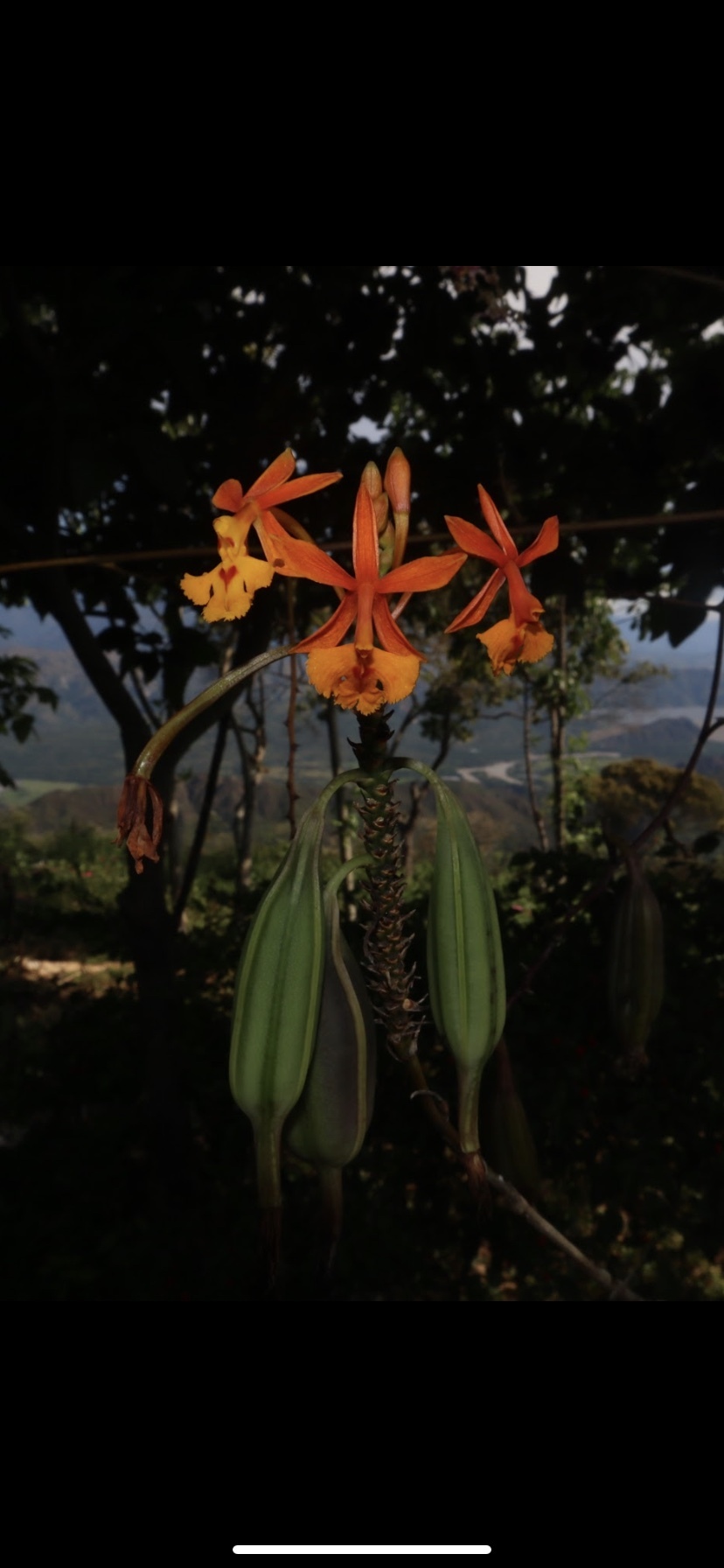 Imagem de Mini orquídea