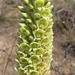Fringed Ground Orchid - Photo (c) Diego F. Cisneros-Heredia, some rights reserved (CC BY-SA), uploaded by Diego F. Cisneros-Heredia