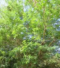 Vachellia kosiensis