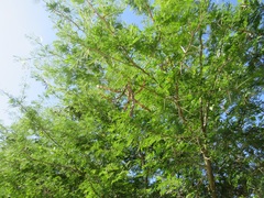 Vachellia kosiensis