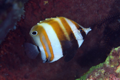 Two Spot Coralfish photo 5