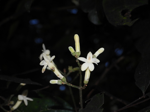 Galipea davisii