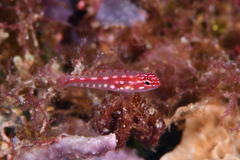 Hairfin Pygmy-Goby photo 2