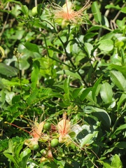 Capparis tomentosa