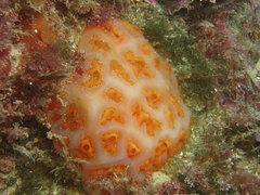 Aplidium conicum