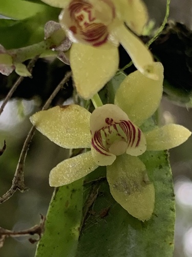 Thrixspermum laurisilvaticum