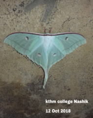 Actias selene