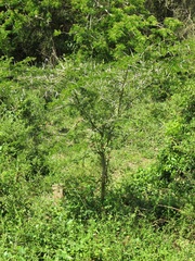 Vachellia kosiensis