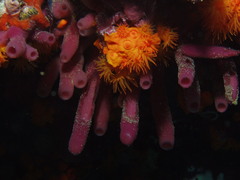Haliclona mediterranea