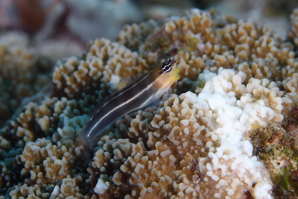 White-Lined Coralblenny