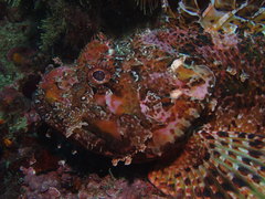 Scorpaena scrofa