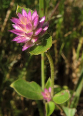 Gomphrena nitida
