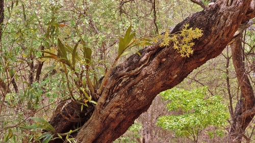 African ansellia