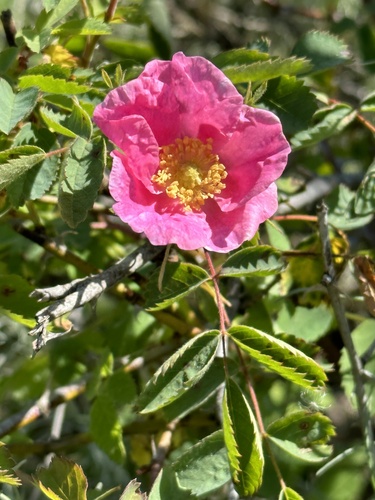 iNaturalist observation photo of California Wild Rose