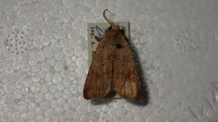 Diarsia deparca