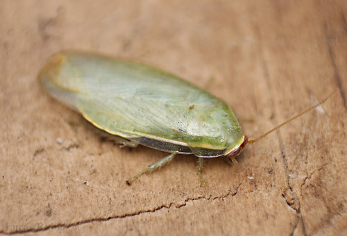 Panchlora thalassina