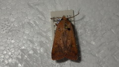 Diarsia deparca