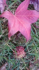 Liquidambar styraciflua