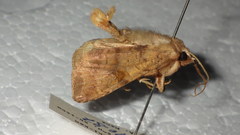Diarsia deparca