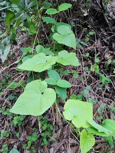 Oregon Bigroot foliage