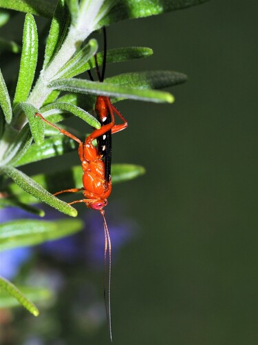 Orchid Dupe Wasp
