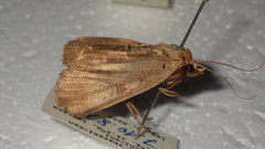 Diarsia deparca