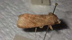 Diarsia deparca