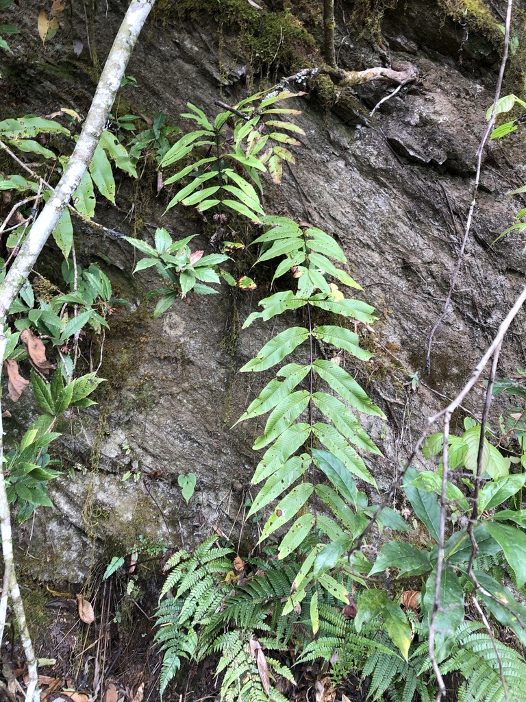 Selliguea capitellata (Selliguea capitellata)