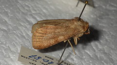 Diarsia deparca