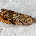 Cherry Bark Tortrix - Photo (c) Drepanostoma, some rights reserved (CC BY-NC), uploaded by Drepanostoma