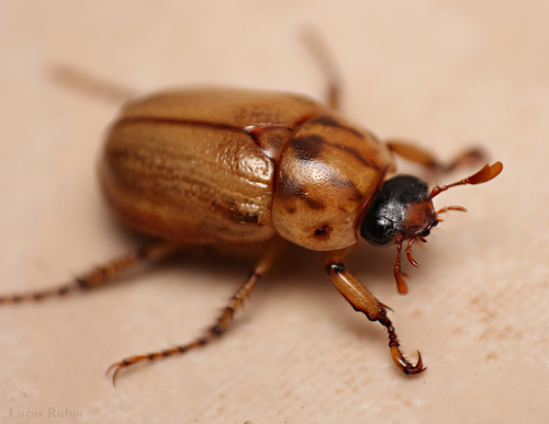 Cyclocephala signaticollis