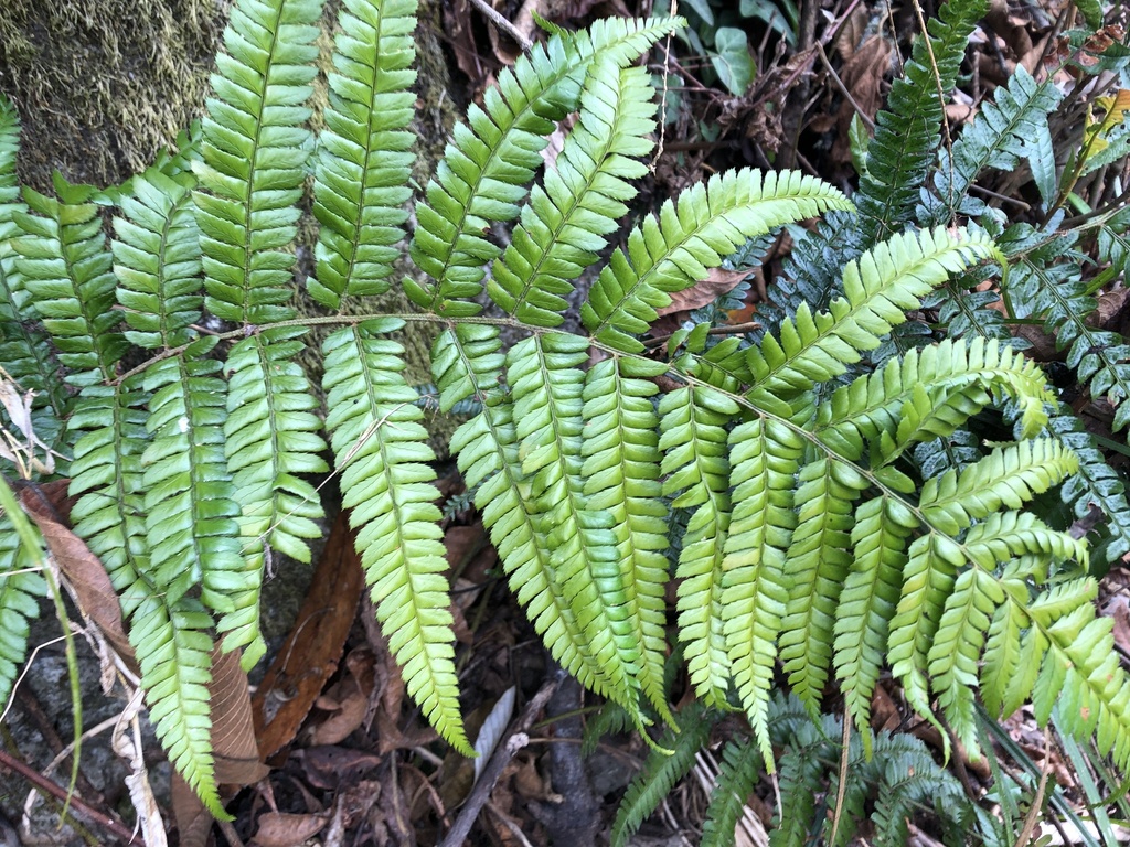 Polystichum semifertile (Polystichum semifertile)