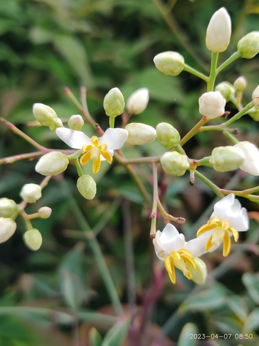 Nandina domestica