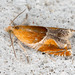 Ancylis obtusana - Photo (c) Drepanostoma, algunos derechos reservados (CC BY-NC), subido por Drepanostoma