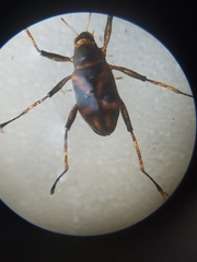 Ancyronyx variegata