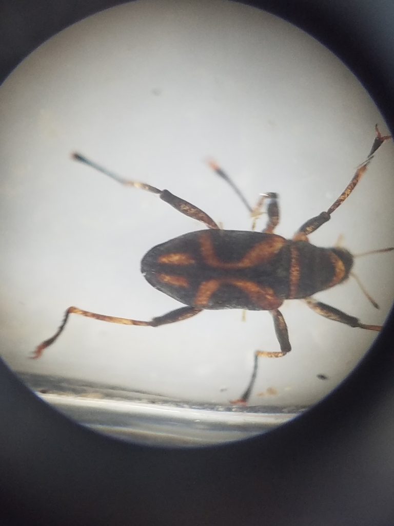 Ancyronyx