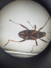 Ancyronyx variegata