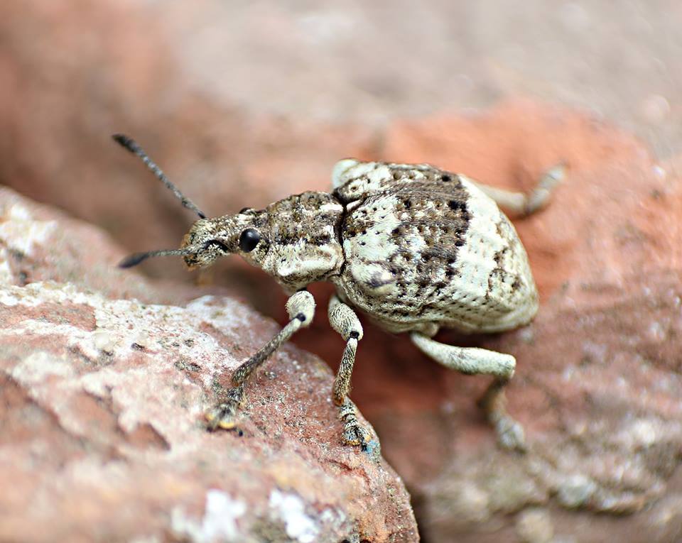 Polyteles guerini