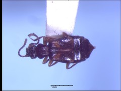 Lesteva pallipes