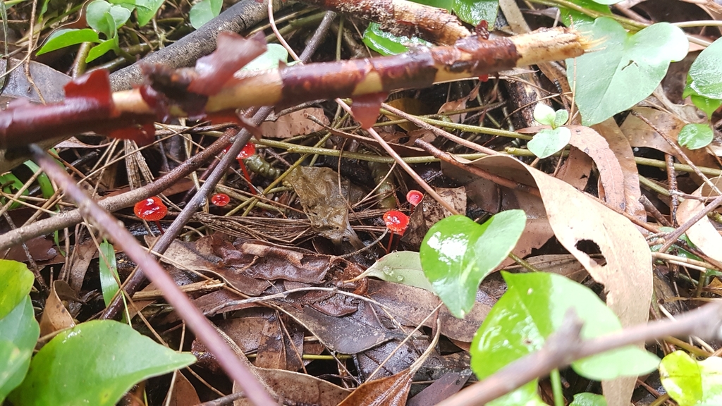 Ruby Bonnot ruby bonnet from Macquarie Lake, Mars Creek, Macquarie Park NSW 2113 ...